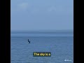 Mesmerizing Footage of a Bird's Spectacular Diving Skills in the Ocean