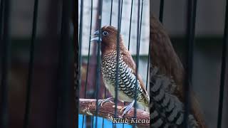 Download lagu Suara burung emprit Peking gacor isian kasar 044 mp3