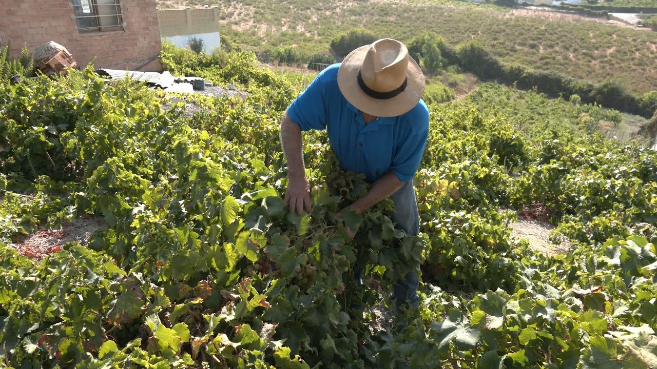 Comienza la temporada de la uva moscatel