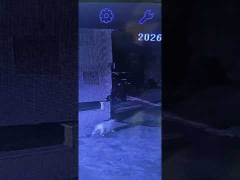 פרוטקשן בעין קניא