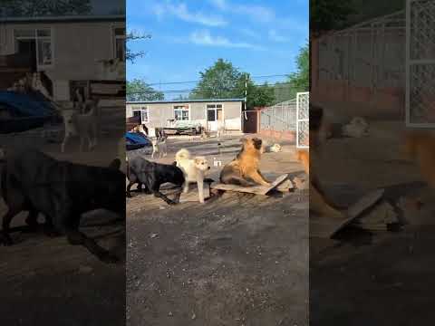 Alpha Dog Corrects an Aggressive Dog! (🎥 newlu_princess)