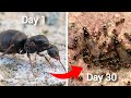 Simulating An Ant Colony For 30 Days!