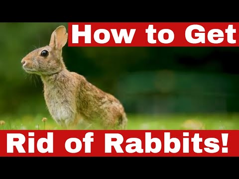 How to Get Rid of Rabbits: 5 Proven Methods You Need to Know!
