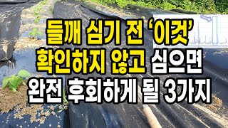들깨심는시기 심기전 '이것' 확인하지 않고 심으면 수확할 때까지 후회하게 될 3가지