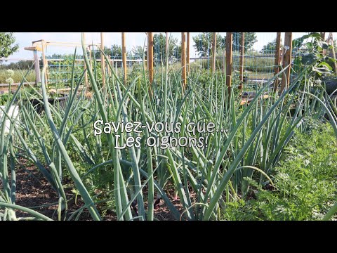 Saviez vous que...les oignons