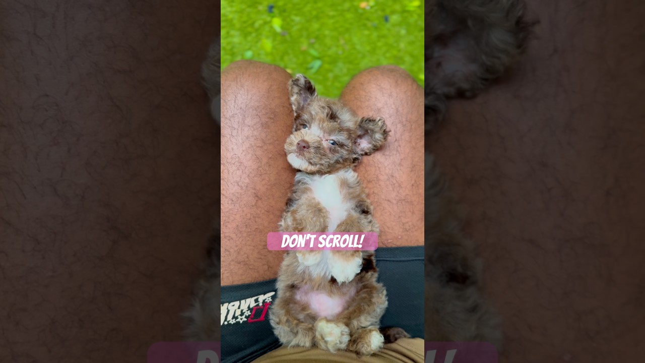 Don’t Scroll! #puppy #toypoodle #merlepoodle #shorts