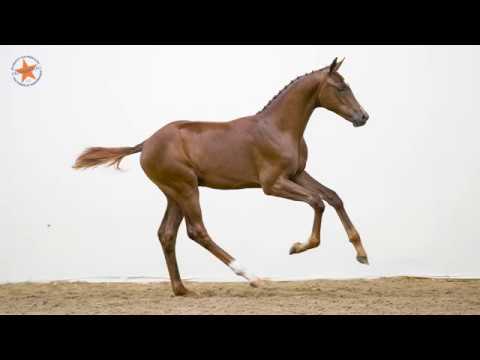 51. Origi BM (Secret x Sorento) - www.prinsjesdag.eu