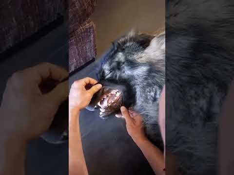 Gordon de Sarplaninac/ Шарпланинец Гордон