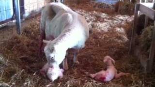 preview picture of video 'Newborn lambs'