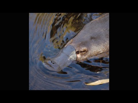 Sublunar Express - Rainmaker