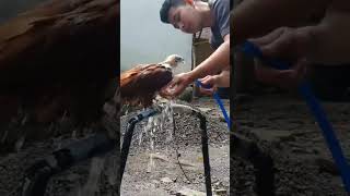 Download lagu How to Train & Care for Eagles Until They Are Smart #eagle #soaring #freefly mp3