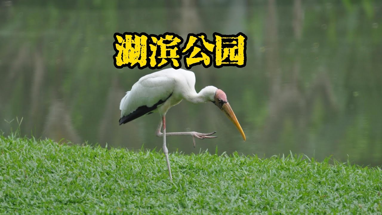 马来西亚霹雳州的太平湖滨公园，是鸟类爱好者的天堂，可以近距离感受生物的多样性