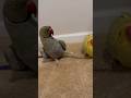 Aaaand Pose Funnyanimals Talkingparrot Talkingbird Pose Cuteanimals Parrottalking