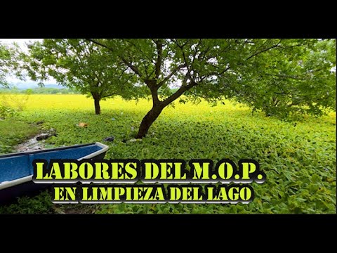 Limpieza del LAGO SUCHITLÁN en CANTÓN SANTA BÁRBARA, EL PARAÍSO, CHALATENANGO, EL SALVADOR 10 25