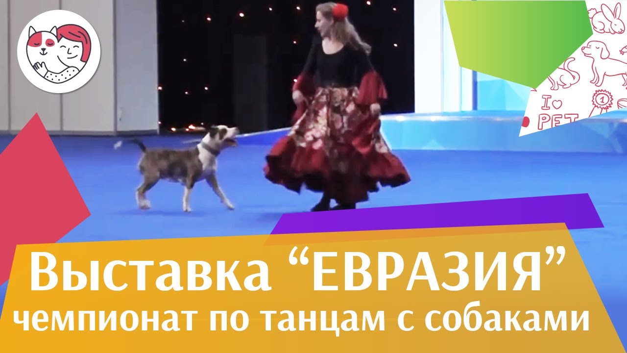 Чемпионат РКФ по танцам с собаками 3 на Евразии 17 ilikepet