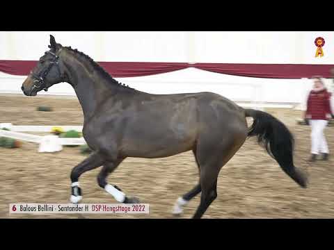 6 Balous Bellini   Santander