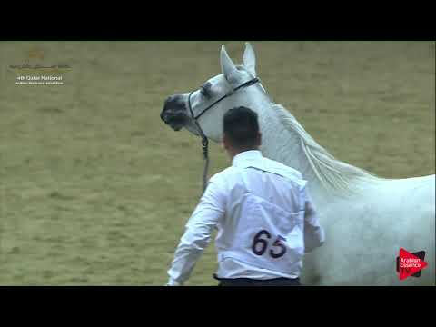 N.65 FAJER AL NASSER - 2019 Qatar Nat. Peninsula show - Fillies 3 Years Old (Class 3) .mp4