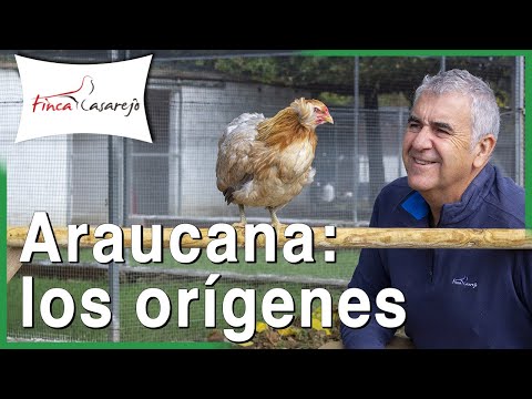 , title : 'Los orígenes de la raza de gallina Araucana - Gallina Mapuche 💙Huevos azules'