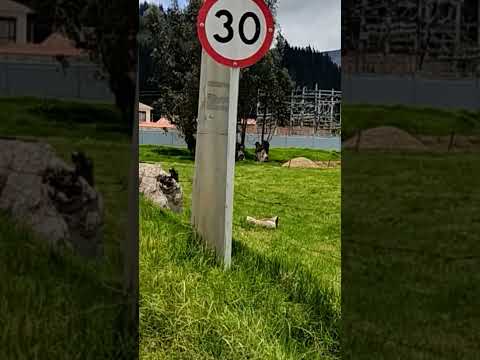 Llegando a Cucunubá - Cundinamarca (Vía Cucunubá - Ubaté)