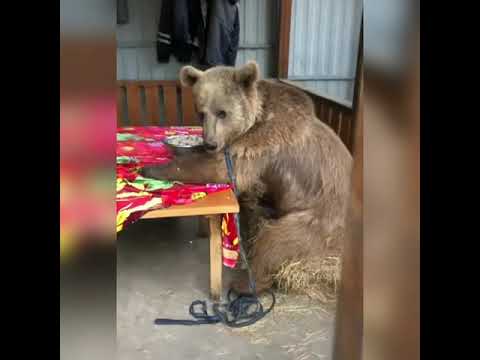 Russian bear | Why are Russians not afraid of bears?