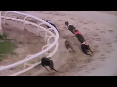DROOPYS LIVE Trap 2 640 mtr Open Newcastle 29th August 2019
