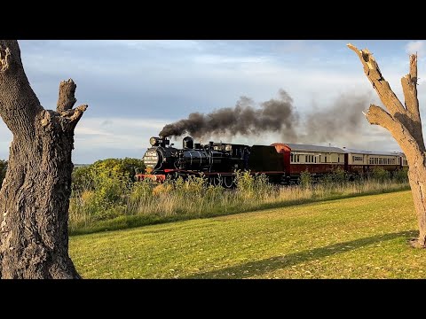 Twilight T Class: T251 on The Blues Train - The Bellarine Railway 2025