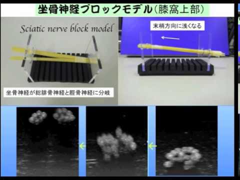 sciatic nerve block model  ultrasound guided nerve block training kit (saito phantom)