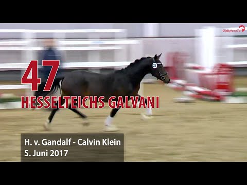 47 Hesselteichs Galvani Hengst v. Gandalf - Calvin Klein