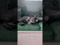 Silly Rolling Around Cute Cat Gray Tabby Shorts