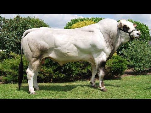 , title : 'Piedmontese Cattle | “Fat-Free” Beef'