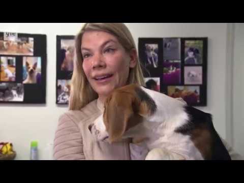 download lagu mp3 mp4 Koirahotelli Perro, download lagu Koirahotelli Perro gratis, unduh video klip Koirahotelli Perro