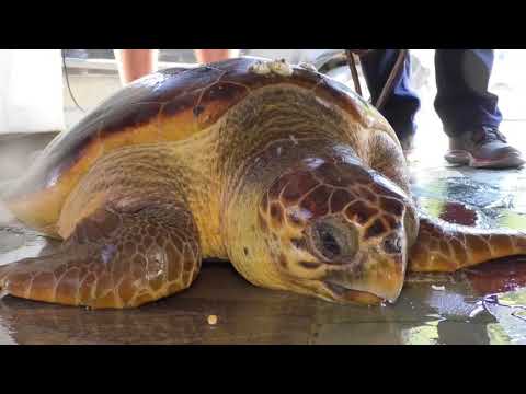 Pa Koment - Një breshkë 45-vjeçare bie në rrjetat e peshkatarëve