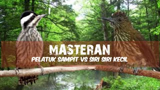 Download lagu Masteran Pelatuk Sampit VS Siri-Siri Kecil | Tembakan Sadis mp3