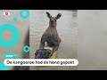 Bizar gevecht: man slaat kangoeroe om hond te redden
