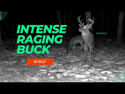 The Dark Side of an Angry Buck in Rut: Witness the Fury