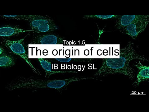 IB Biology SL and HL - 1.5 The Origin of Cells