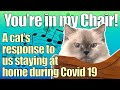 You Re In My Chair Grumpy Cats Singing Covid Song Parody During Our Time At Home