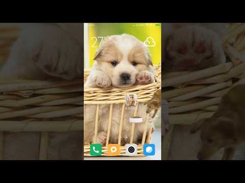 Feed golden dog in phone simulation Video