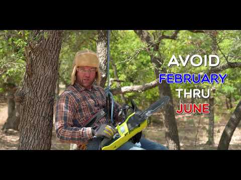 Oak Wilt Prevention - the Best Strategies to Protect Your Oak Trees