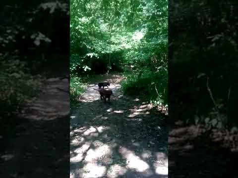 Batson's Happy Dogs video.