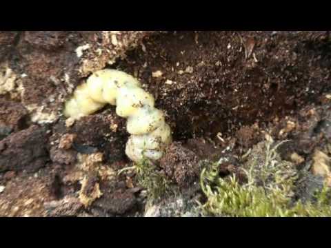 comment traiter capricornes charpente