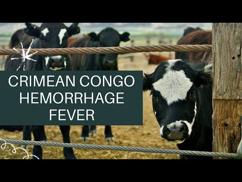 What's CCHF, Crimean Congo Hemorrhage Fever. Why it's related to livestock? #zoonoses #pets #butcher