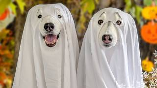 We Turned Our Dogs into GHOSTS! 👻 (Chaos Ensues)