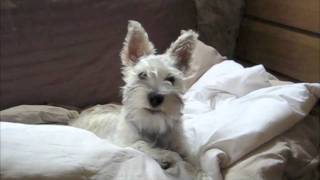 Scruffy the Mini Schnauzer, Grumpy in the morning