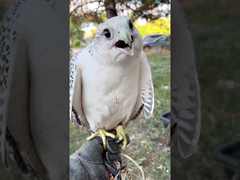 Peregrine falcon #falconry #falcon #peregrinefalcon #birds #wildlife #animals #explore #adventure