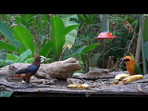 Chestnut-headed Oropendola And Rufous Motmot Get Vocal – Feb. 22, 2019