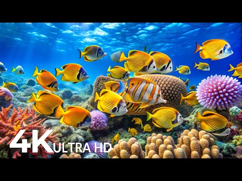 DREAM AQUARIUM 4K - Marine Life, Sea Animals and Coral Reef - Fish Tank Sounds for Deep Sleep #61