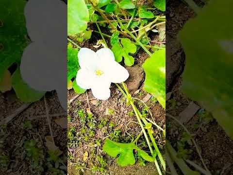 new flower short video music karimulla