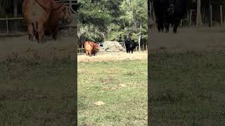 New fresh Christmas hay for the girls #cow #farming #farmlife #shorts