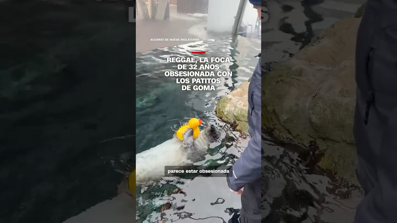 Reggae, la foca de 32 años obsesionada con los patitos de goma